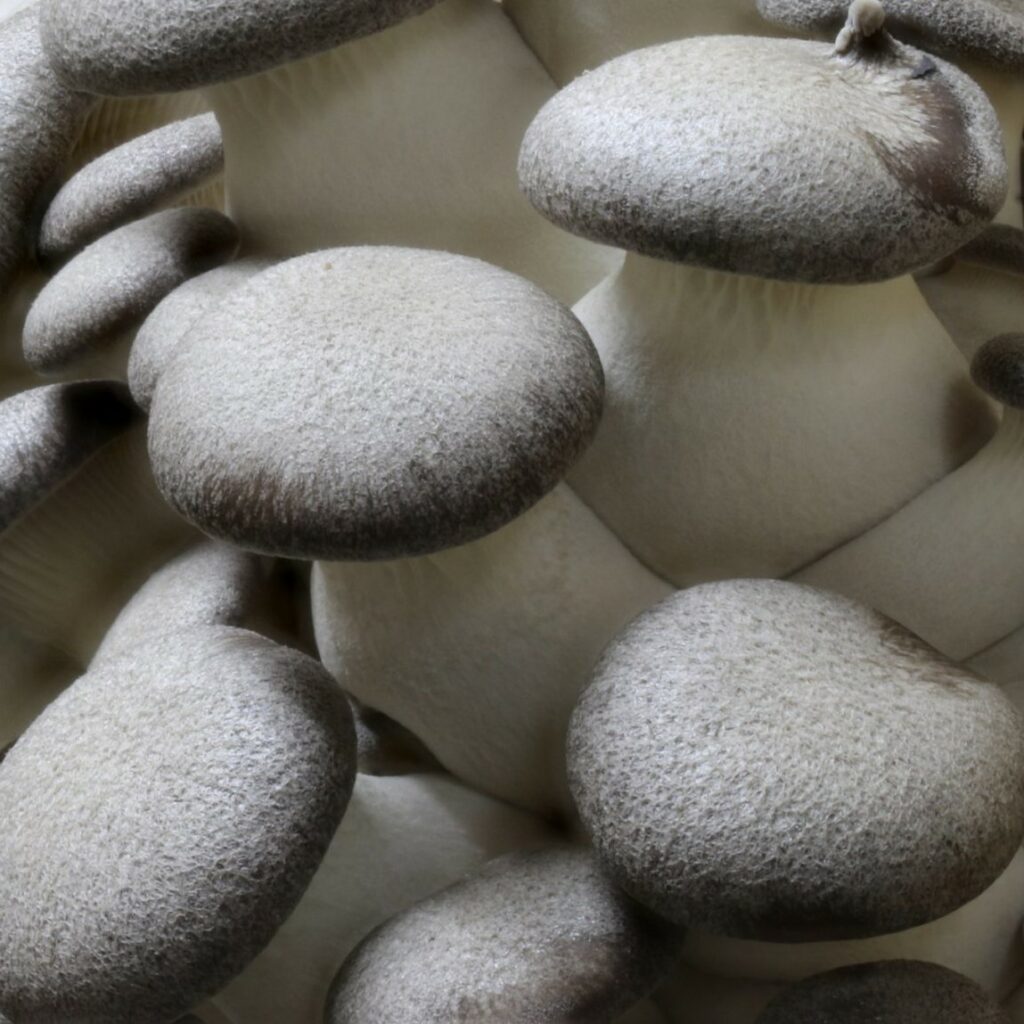 Desert Moon Farms Las Vegas Grown Gourmet Mushrooms!