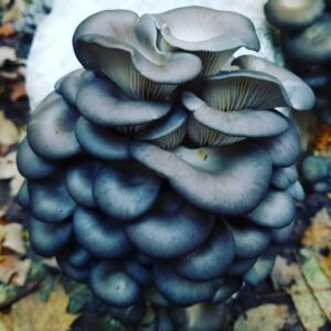 Blue Oyster 5