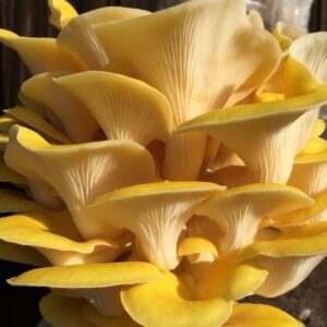 Golden Oyster 1