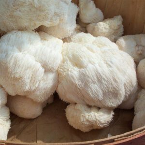 Lions mane 1