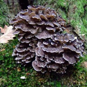 Maitake 2