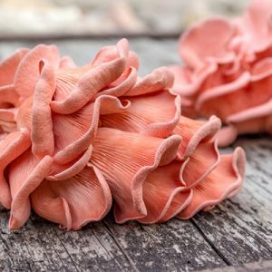 Pink Oyster 1