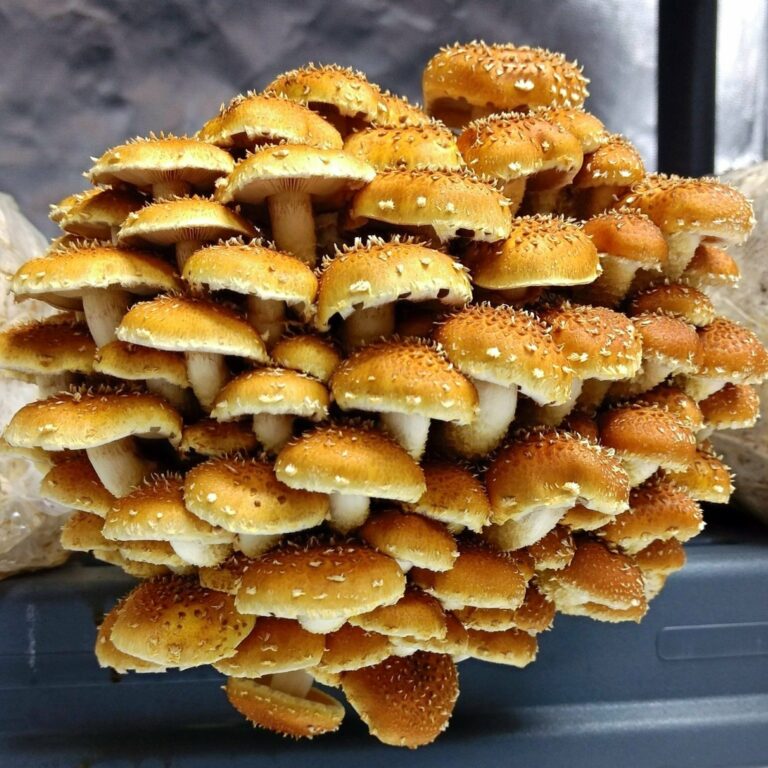 Desert Moon Farms Las Vegas Grown Gourmet Mushrooms!