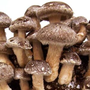 shiitake-closup