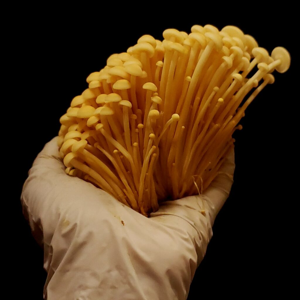 Desert Moon Farms Las Vegas Grown Gourmet Mushrooms!