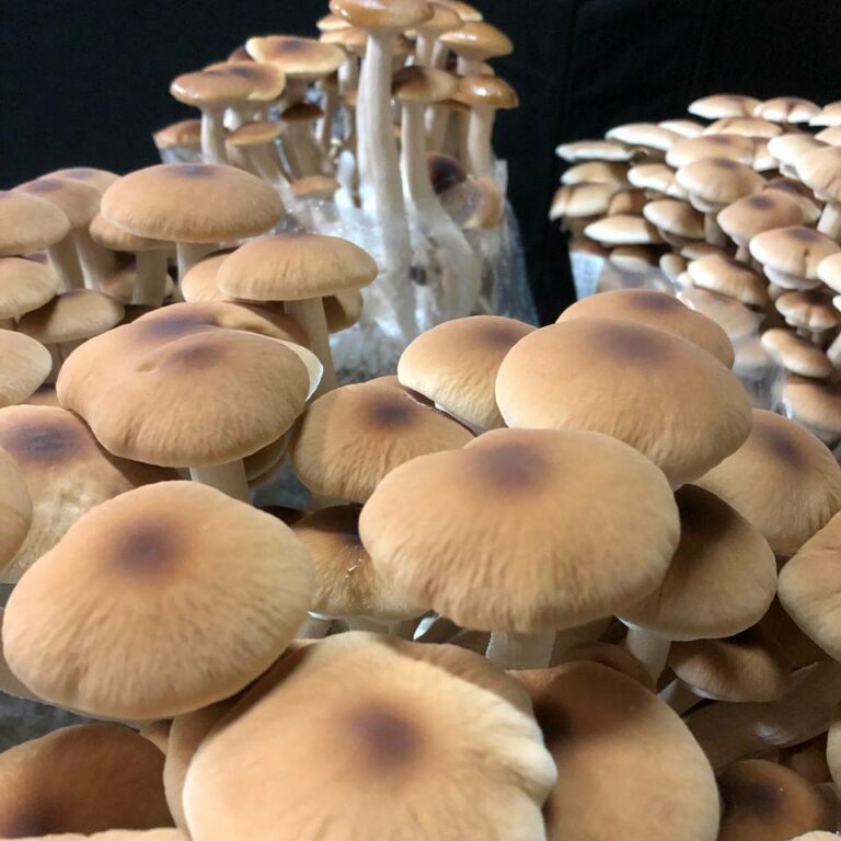 Desert Moon Farms Las Vegas Grown Gourmet Mushrooms!