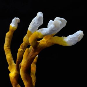 Reishi-6