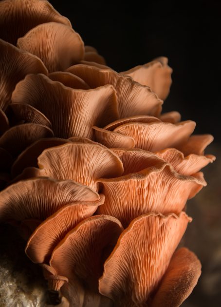 Pink Oyster Pink Oyster
